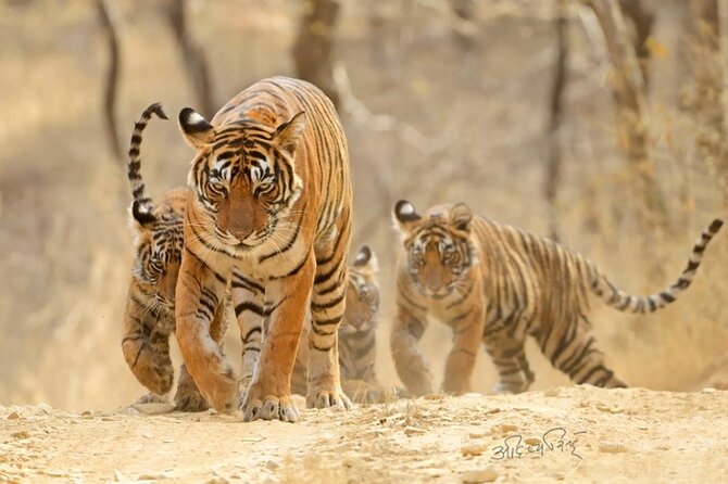 4 Days: Ranthambore Tiger Safari & Guided Jaipur Tour From Agra With Delhi Drop