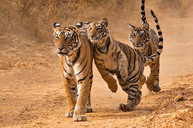 6 Days Golden Triangle Tour With Ranthambore From Delhi