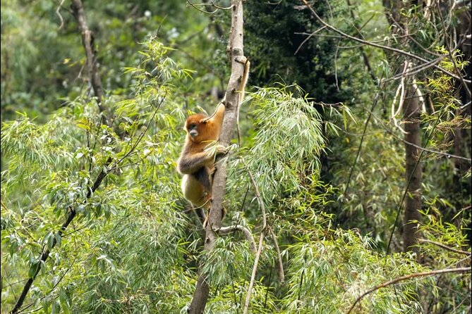 A Journey Through the Greenery of Wanglang
