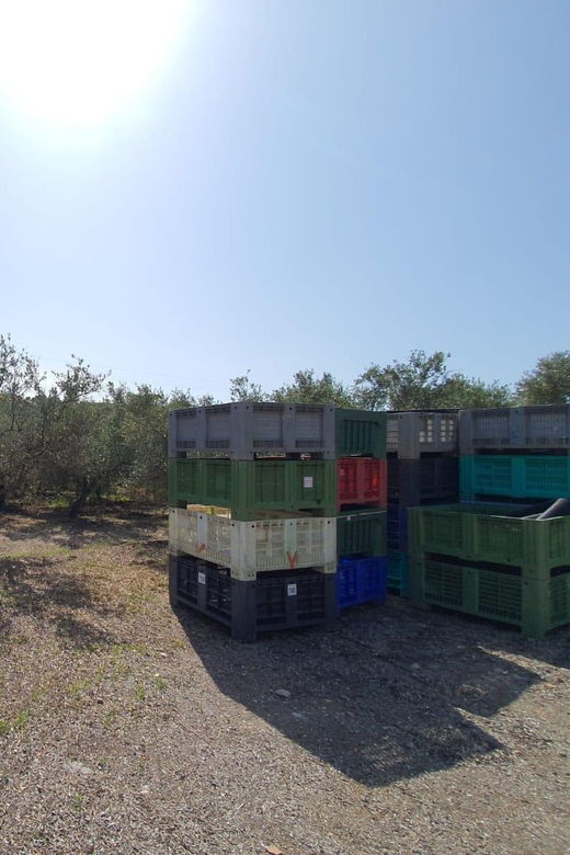 Agrigento: Olive Grove & Most Beautiful Beach Experience