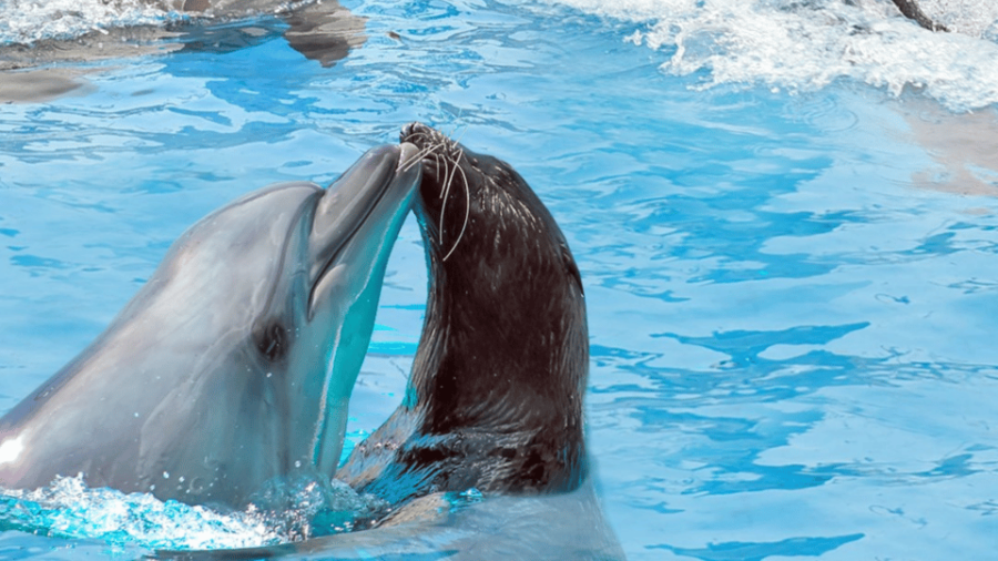 2 Best Dolphin Watching Tours In Turkler
