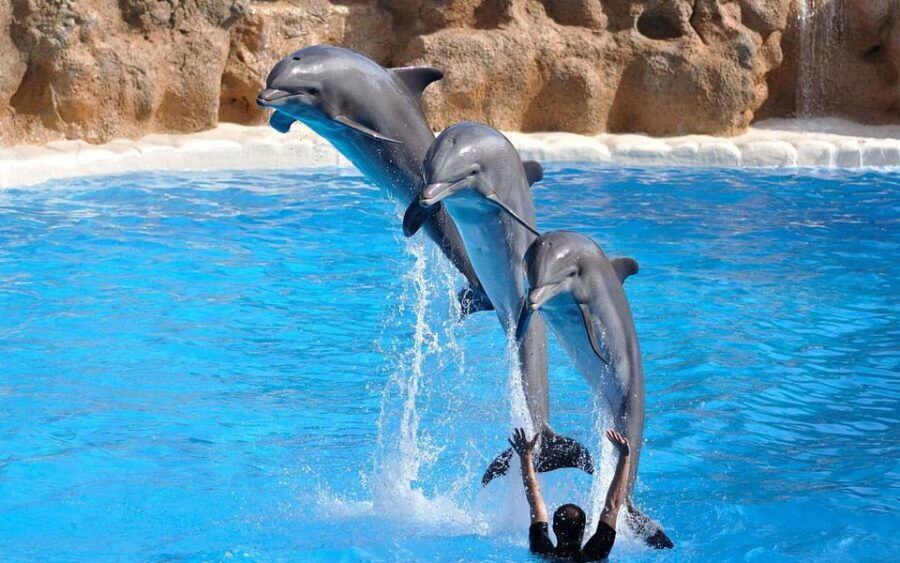 Alanya Dolphin Show: Stunning Unforgettable Performances