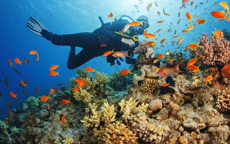 3 Best Scuba Diving Experiences In Okurcalar