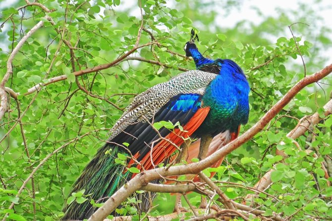 All Inclusive Overnight Tented Camping in Yala From Kandy