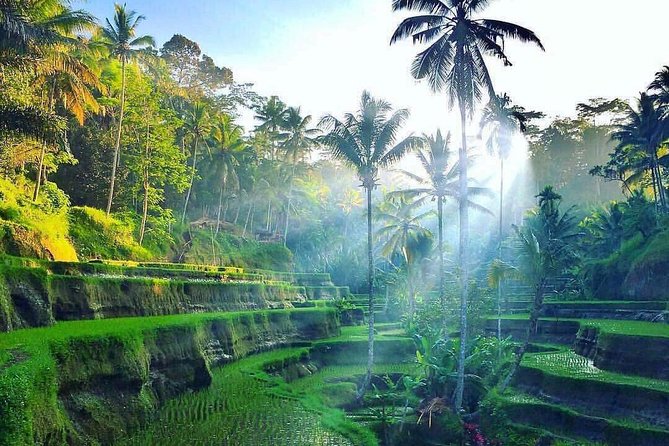 All Inclusive Ubud : Mongkey Forest and Ayung River Rafting