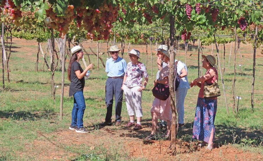 Alpujarra: Wine Tour and Local Aperitif in Organic Winery - Tour Overview and Pricing