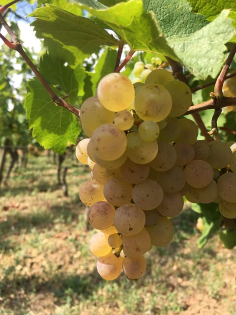 Alsace: Wine Tasting - Overview of Alsace Wine Tasting