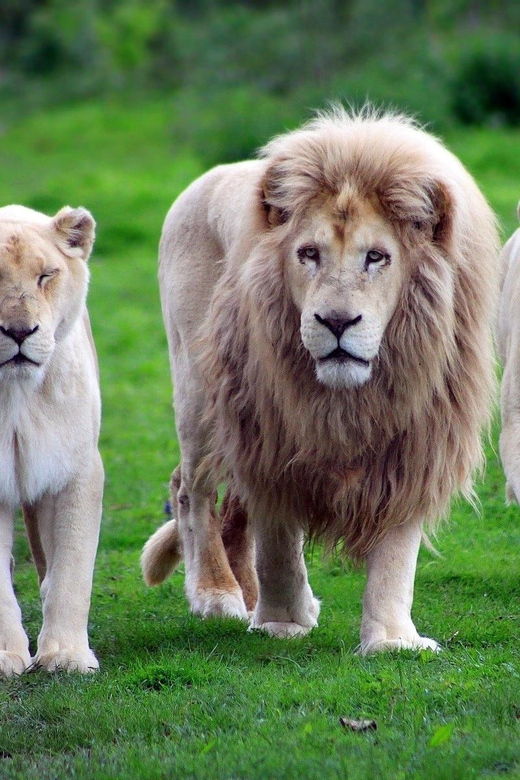 Antalya: Lion Safari Experience With Transfer