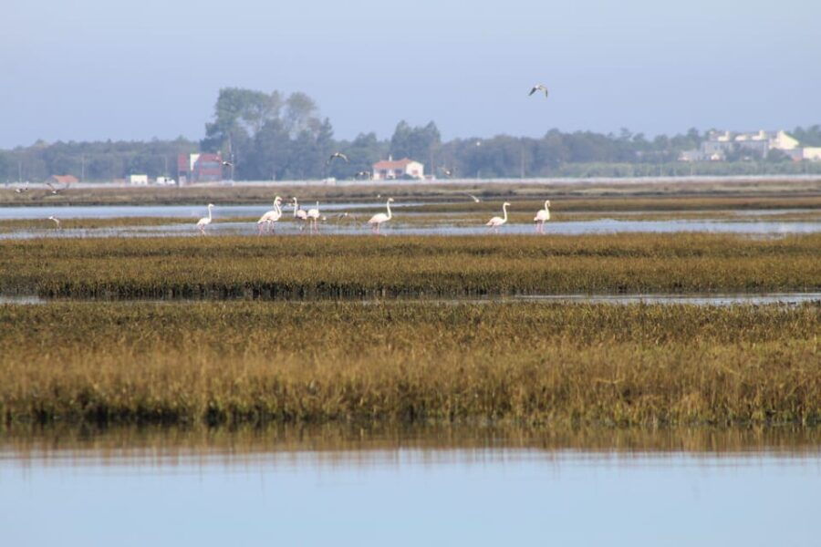 Aveiro – Murtosa: Moliceiro Boat Trip