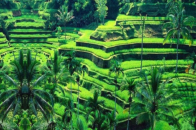 Bali 4 Days Scenic Must-visit Tour Package