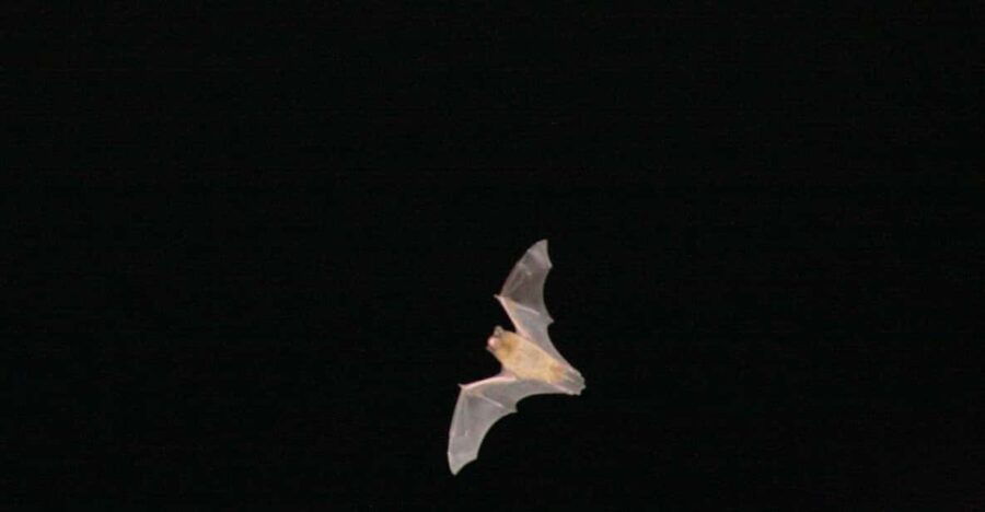 Bat Watching Madeira