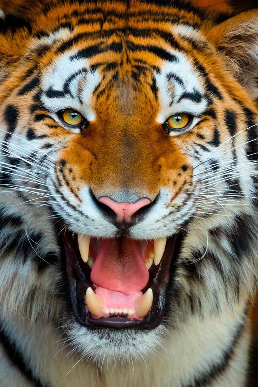 Benidorm: Terra Natura and Aqua Natura Combo Day Ticket - Ticket Pricing and Reservations