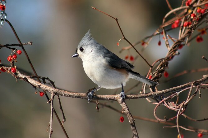 Bhutan Birding and Cultural Trails - Tour Overview