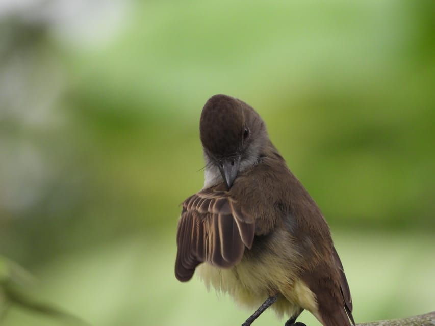 Bird Watching in Acacías Meta