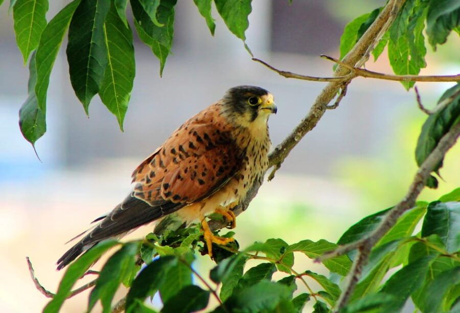 Bird Watching The Raptors