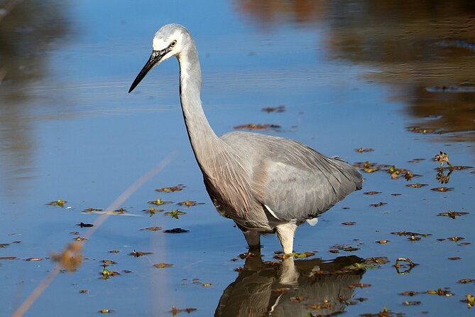Bird Watching Tour at Bhandup, Mumbai