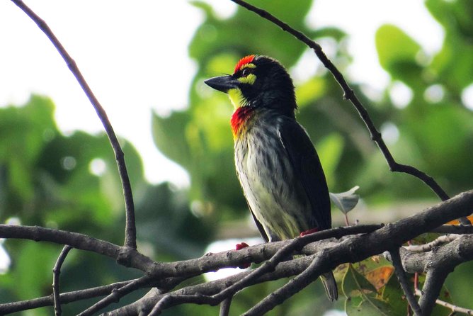 Birdwatching Boat Ride in Muthurajawela Marsh From Mount Lavinia - Inclusions and Services Provided