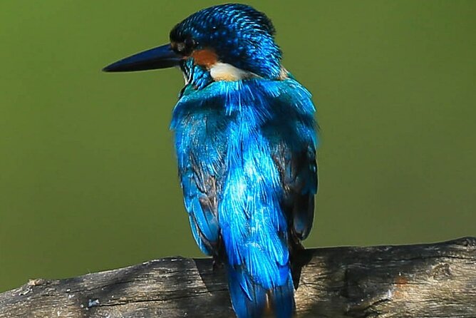 Birdwatching Forest Trek in Kitulgala From Mount Lavinia - Tour Highlights