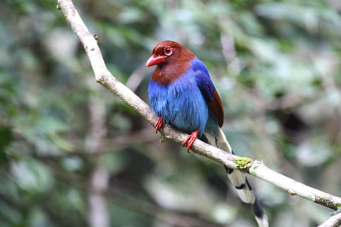 Birdwatching From Sinharaja Rainforest - Tour Highlights