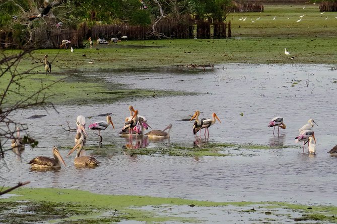 Birdwatching Safari at Kumana National Park - Private Safari Jeep Experience