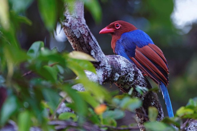 Birdwatching Safari in Udawalawe National Park From Mount Lavinia
