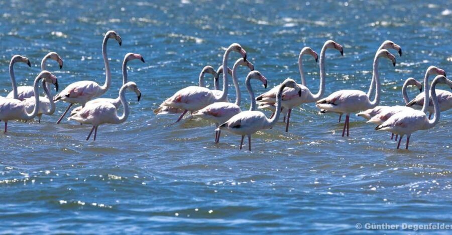 Birdwatching Solar Boat Tour Aveiro Lagon