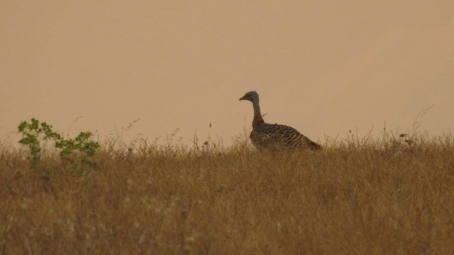 Birdwatching Tour in Mértola and Castro Verde Region