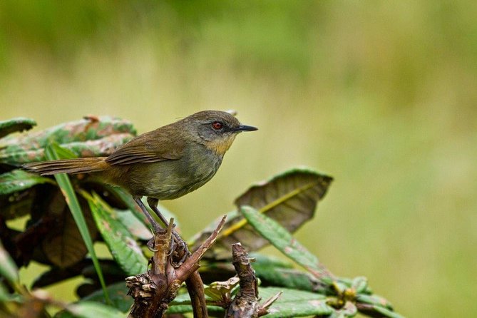 Birdwatching Trek in Anawilundawa Sanctuary From Colombo - Sanctuary Overview