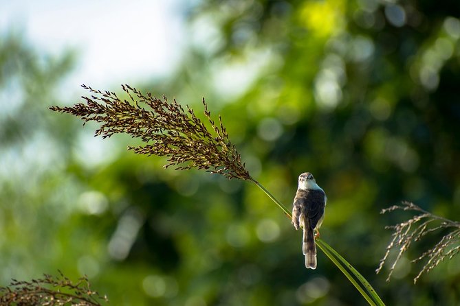 Birdwatching Walk in Diyasaru Uyana in Colombo - Inclusions and Highlights
