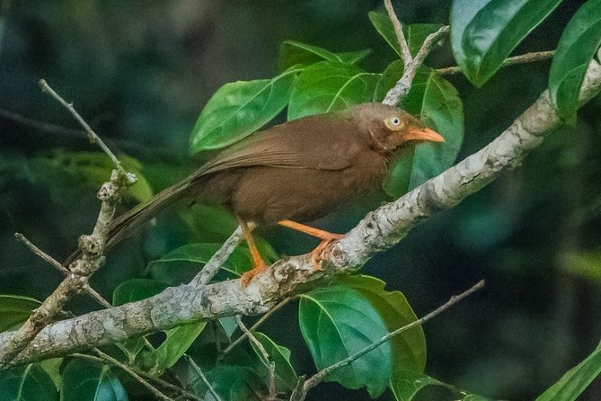 Birdwatching Walk in Sinharaja Rainforest From Mount Lavinia