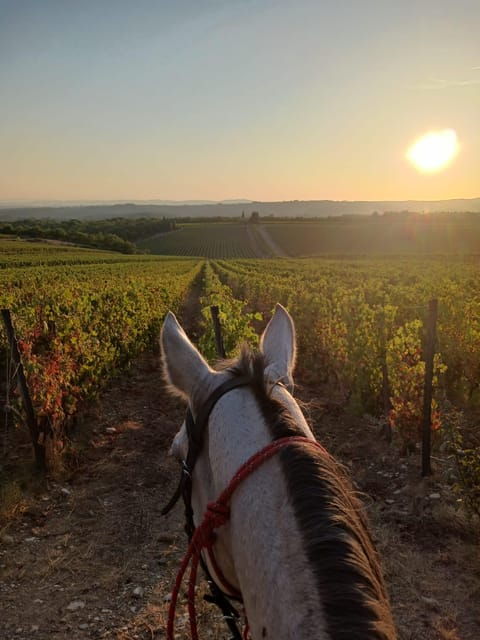 Borgo Cignano: Waiting for the Sunset - Scenic Chianti Landscapes