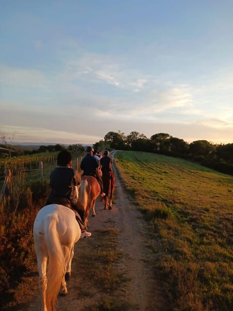 Borgo Cignano: Wine and Horses - Experience Overview