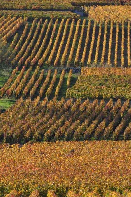 Burgundy Luxury Half–Day Côte De Nuits Vineyards Tour