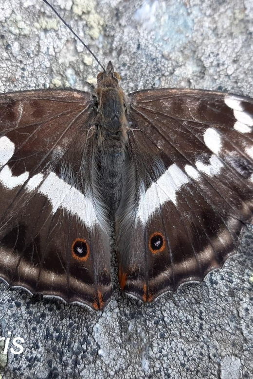 BUTTERFLIES – WATCHING