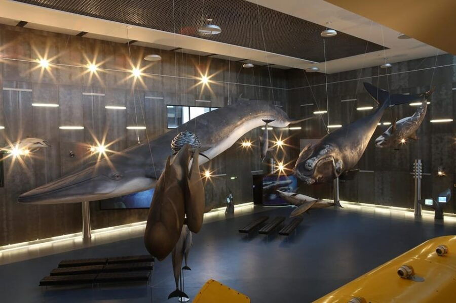 Caniçal: Madeira Whale Museum Entry Ticket - Ticket Pricing and Options