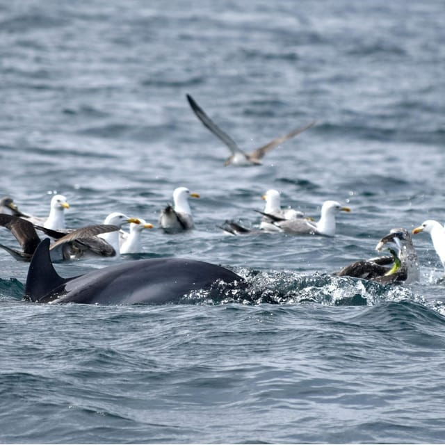 Cascais: Dolphin Watching Speedboat Tour