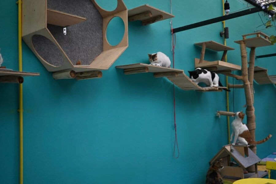 Cat Cafe Athens