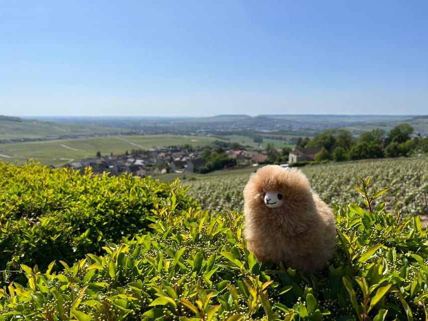 Champagne Private Day Trip: Epernay & Reims 9 Glasses - Trip Overview and Pricing