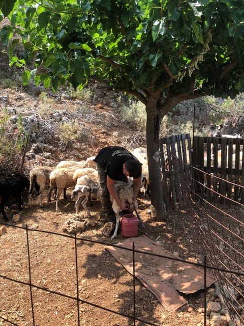 Chania Area: Cooking Class at a Farm in Stylos Village - Overview of the Cooking Class