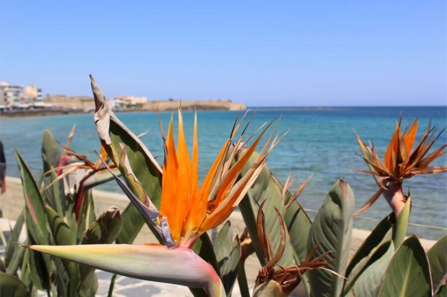 Chania Old Town Private Walking Food and Culture Guided Tour