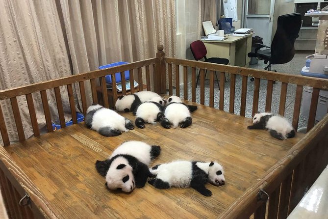 Chengdu Customized Experience: Giant Pandas and Buddha Statue In One Day - Tour Highlights