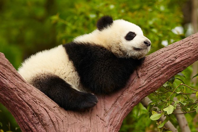 Chengdu Giant Panda Leisure Private Tour