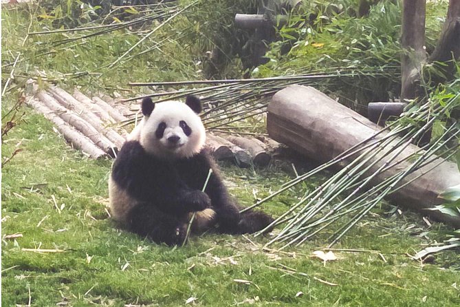 Chengdu Giant Pandas and Shu Kingdom Culture