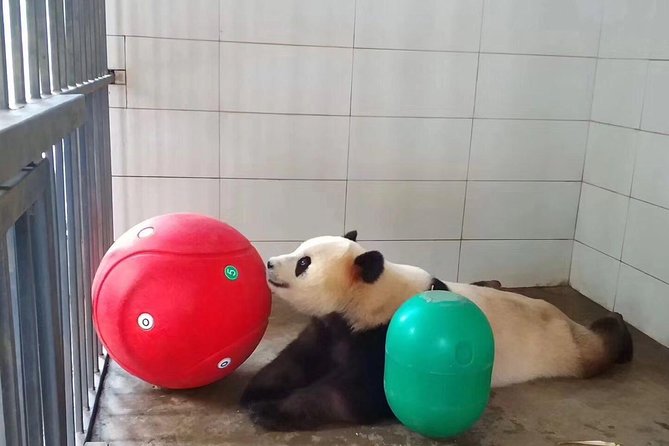 Chengdu Panda Base and Peoples Park - Location and Inclusions