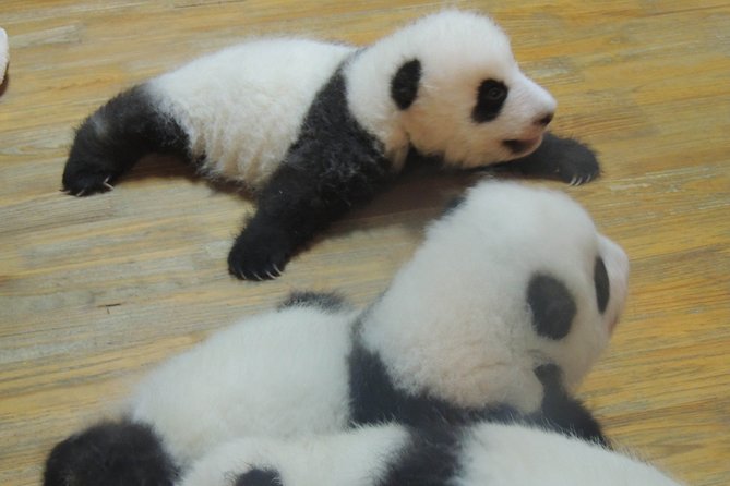 Chengdu Panda Base Day Trip From Beijing by Air Plus Martial Marquis Temple