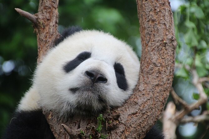 Chengdu Private Tour Of Giant Panda Breeding Research Base and City Highlights With Lunch - Tour Overview