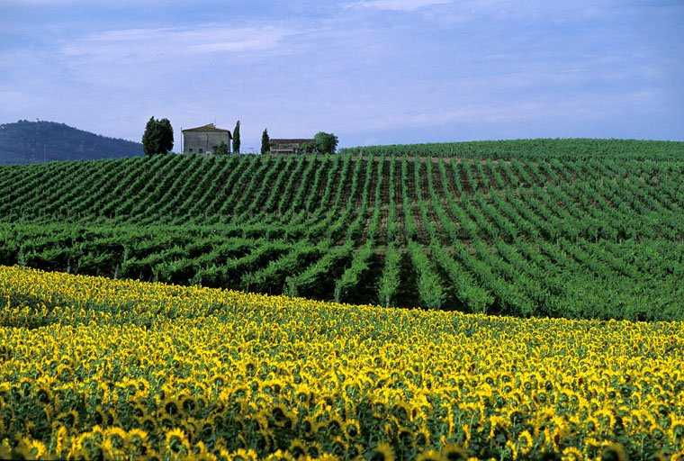 Chianti Half-Day Wine Tour Included Lunch and Tasting (5hrs)