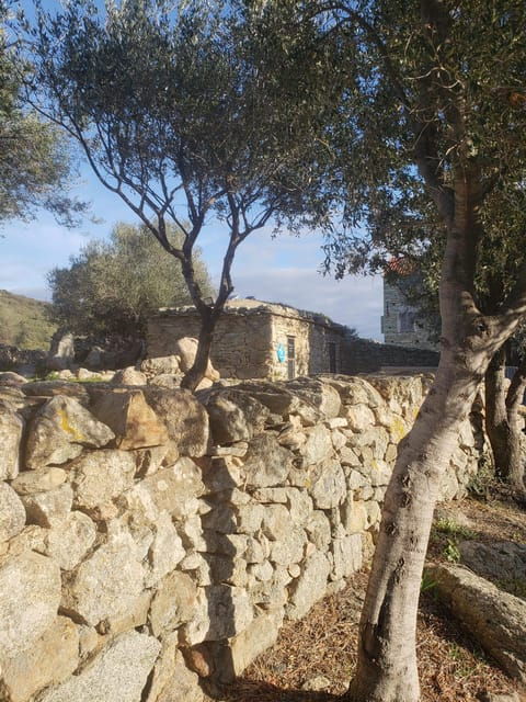 Corsica: Organic Wine Tasting & Local Lunch - Overview of the Experience