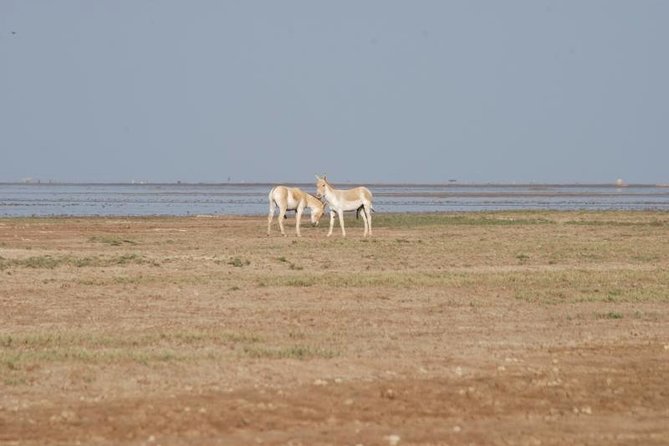 Day Excursion to Little Rann of Kutch From Ahmedabad