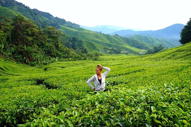 Day Tour In Cameron Highlands